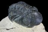 Bargain, Reedops Trilobite Fossil - Good Eye Facets #68657-2